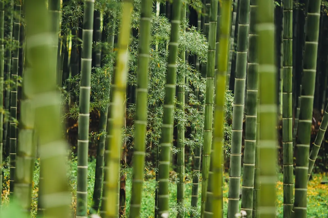 接口网关软件与服务治理软件的功能对比与应用选择
