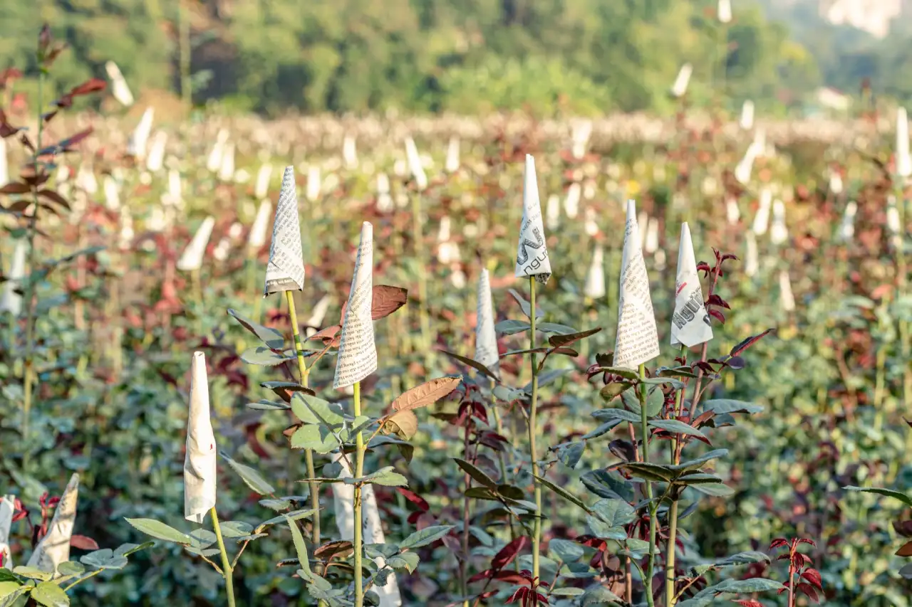 API管理软件光盘与云端方案对比：企业本地化部署的适用场景分析